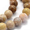 Natural Fossil Coral Beads Strands G-G763-12-14mm-6