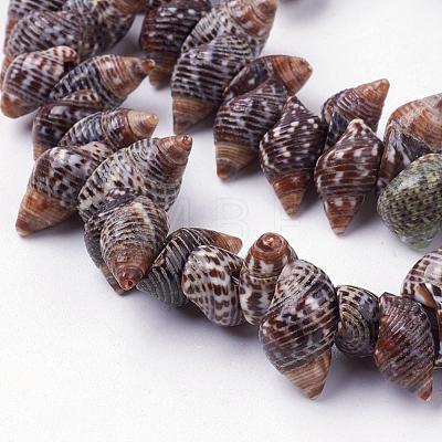 Natural Spiral Shell Beads Strands BSHE-L036-31-1