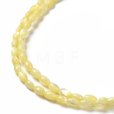Natural Trochus Shell Beads Strands SHEL-K006-19C-1