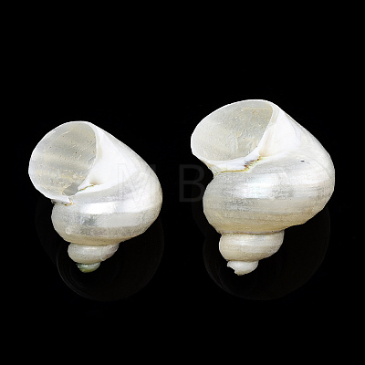 Natural Spiral Shell Beads X-SSHEL-N034-126-1
