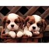 Cute Puppy DIY Diamond Painting Kit PW-WG36467-23-1