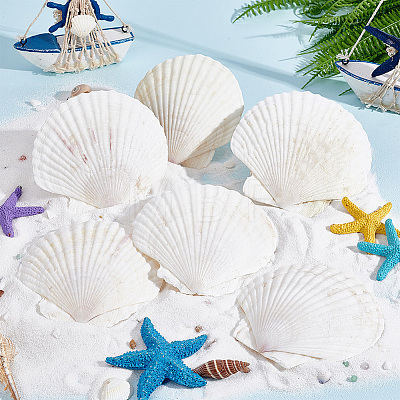 Natural Shell Display Decorations SSHEL-WH0001-39D-1