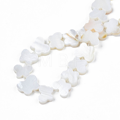 Freshwater Shell Beads Strands SHEL-T009-A18-1