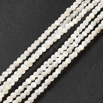 Natural White Shell Beads Strands SHEL-G014-14-1