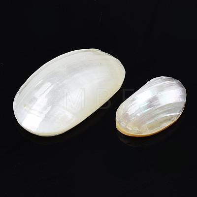 Natural Conch Shell Cabochons SSHEL-N034-91-1