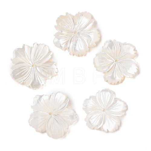 Natural White Shell Beads SSHEL-C012-23B-1