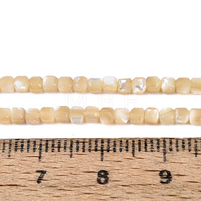 Natural Trochid Shell/Trochus Shell Beads Strands SSHEL-N041-04A-02-1