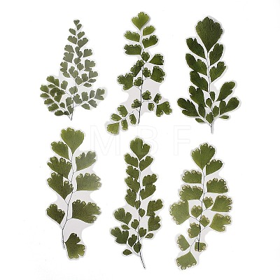 6Pcs Plant PET Adhesive Waterproof Stickers DIY-K074-01A-1