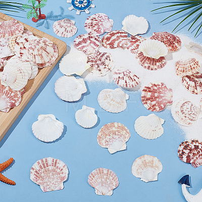 2 Styles Natural Shell SSHEL-WR0001-06B-1