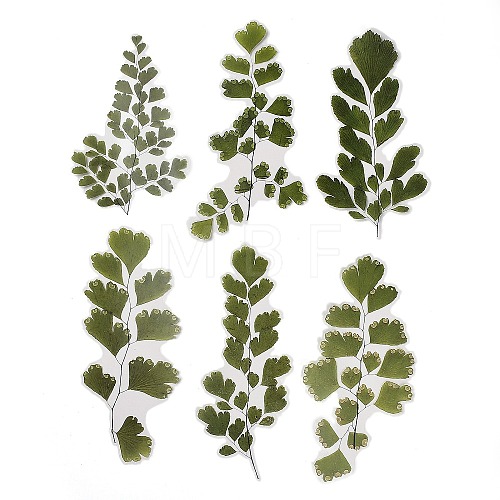 6Pcs Plant PET Adhesive Waterproof Stickers DIY-K074-01A-1