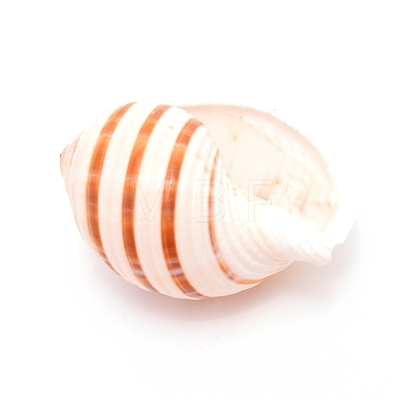 Natural Shell DJEW-WH0010-70-1