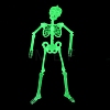 Luminous Plastic Skeleton Model LUMI-PW0006-47A-4