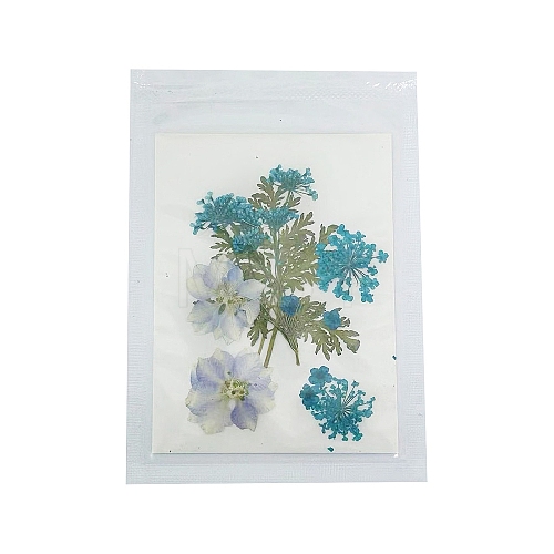 Pressed Dried Flowers DIY-B070-01D-1