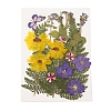 Pressed Dried Flowers DIY-YWC0001-97-2