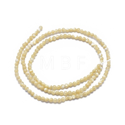 Shell Beads Strands G-A177-04-26-1