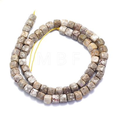 Natural Conch Fossil Beads Strands G-K310-B21-1