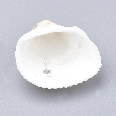 Natural Ark Shell Beads SSHEL-S258-15-1
