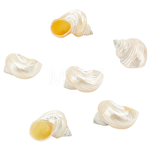Natural Conch Decorations SSHEL-WH0001-40-1