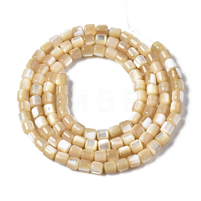 Natural Trochid Shell/Trochus Shell Beads Strands SSHEL-N034-77-B01-1