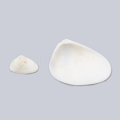 Sea Shell Beads SSHEL-T004-01-1