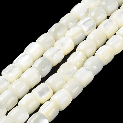 Natural Trochus Shell Beads Strands BSHE-E030-05B-1