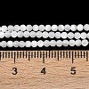 Natural White Shell Beads Strands G-A177-04-25-5