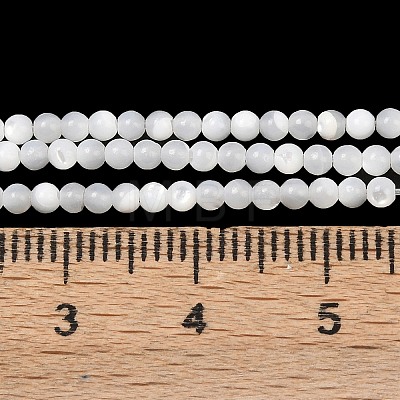 Natural White Shell Beads Strands G-A177-04-25-1