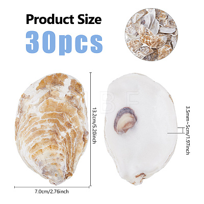 Concave Oyster Shells for Home Vase Filler AJEW-WH0880-34-1