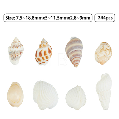 Natural Conch Shell Beads SSHEL-FH0001-05-1
