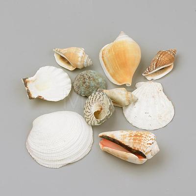 Natural Sea Shell Beads SSHEL-R043-07-1