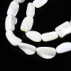 Natural Trochid Shell/Trochus Shell Beads Strands SSHEL-S266-014A-3
