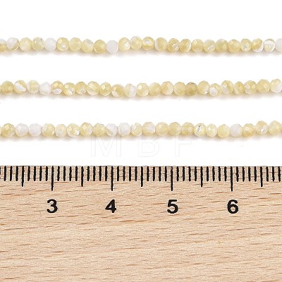 Natural Trochus Shell Beads Strands BSHE-G036-08A-02-1