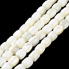 Natural Trochus Shell Beads Strands BSHE-E030-05A-2