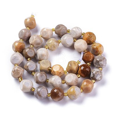Natural Fossil Coral Beads Strands G-A030-B02-10mm-1