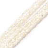 Natural White Shell Beads Strands SHEL-G014-14-1