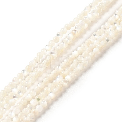 Natural White Shell Beads Strands SHEL-G014-14-1