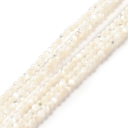 Natural White Shell Beads Strands SHEL-G014-14-1