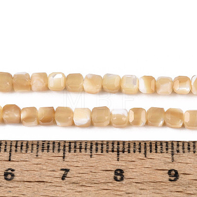 Natural Trochid Shell/Trochus Shell Beads Strands SSHEL-N041-04B-02-1