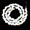 Natural Freshwater Shell Beads Strands X-SHEL-N026-151-2