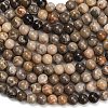 Natural Fossil Coral Beads Strands G-C288-A01-6mm-3