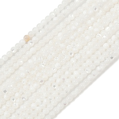 Natural White Shell Beads Strands G-A177-04-25-1
