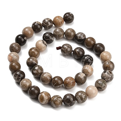 Natural Fossil Coral Beads Strands G-C288-A01-10mm-1