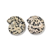 Natural Dalmatian Jasper Conch Display Decorations DJEW-D303-01N-1