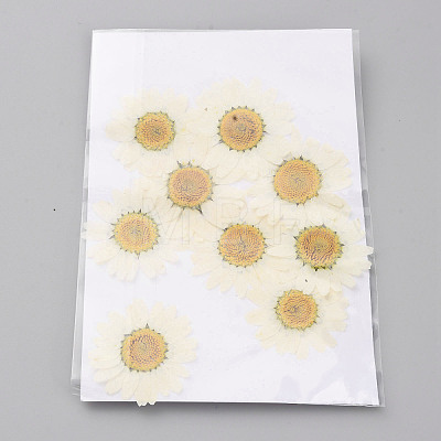 Pressed Dried Flowers DIY-WH0308-412D-1-1