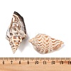 Natural Conch Shell Beads X-BSHE-O007-57-2