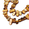 Natural Trochid Shell/Trochus Shell Beads Strands SHEL-S258-082-B09-3