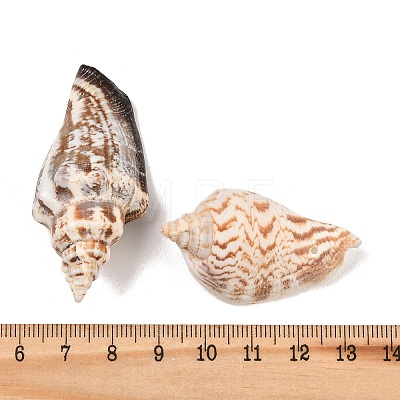 Natural Conch Shell Beads X-BSHE-O007-57-1
