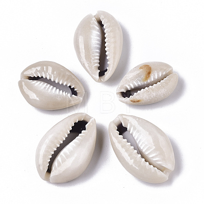 Natural Cowrie Shell Beads SSHEL-N034-33-1