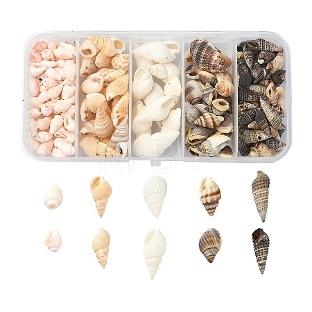 5 Styles Mixed Natural Shell Beads SSHEL-YW0001-04-1