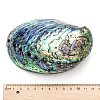 Natural Abalone Shell/Paua ShellDecoration X-SSHEL-F0005-01-3